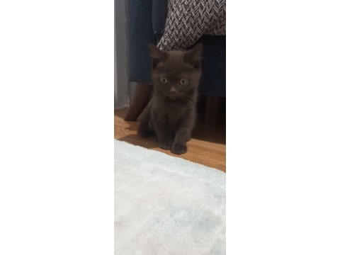 Bitter çikolata british shorthair