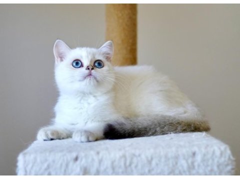 Anne ve babası şecereli british shorthair