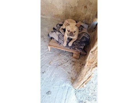 French bulldog köpeğimiz 3 yaşında