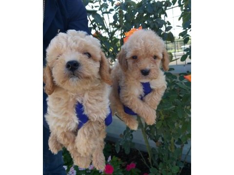 Apricot poodle bebişler