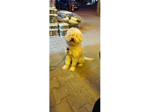 Yetişkin poodle