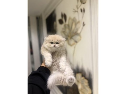 Scrli anne babadan top kafa brıtısh longhaır 