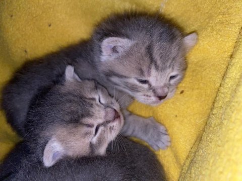 Scottish fold kızlar