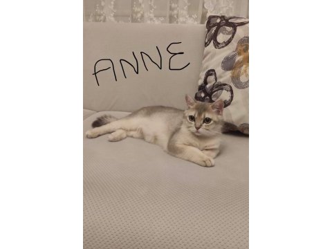Ay-12 gold british shorthair