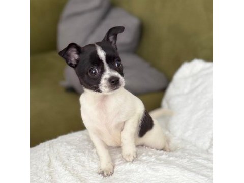 Chihuahua teacup yavrularımız sağlık ve ırk garantilidir