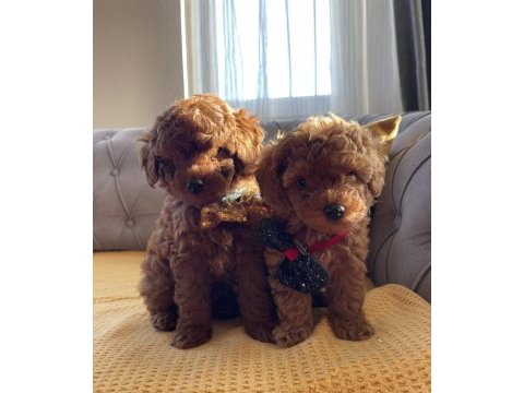 Şirin surat minik boy toy poodle yavrular