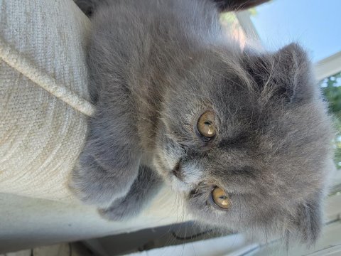 Scottish fold