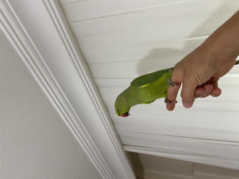 Pakistan papağanı erkek