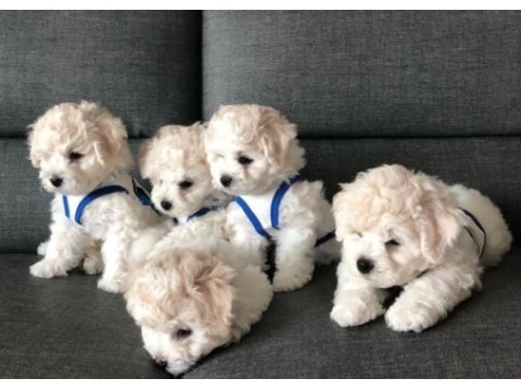 Bebek yüz  toy poodle yavrular ankara mağazamızda görn