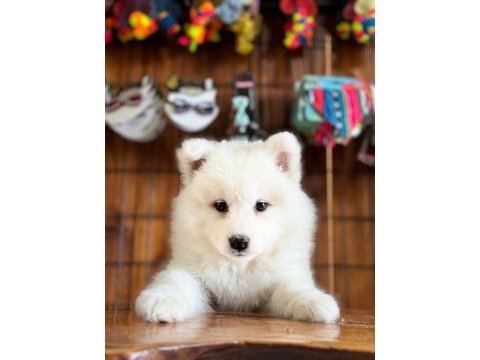 Ayi yavrusu bembeyaz samoyed a kalite ırk