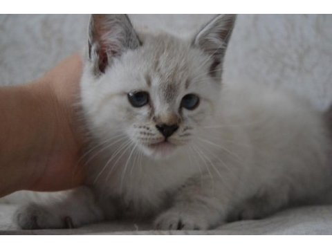 Blue point british shorthair kardeşler