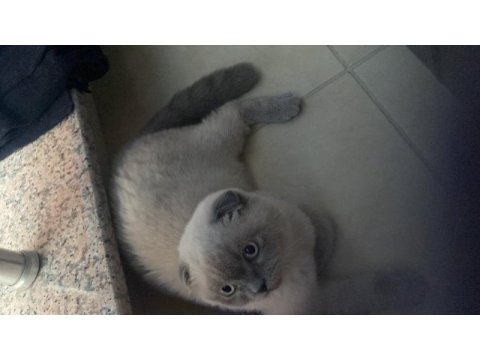Yavrucuklarım 10 aylık kardeş scottish fold