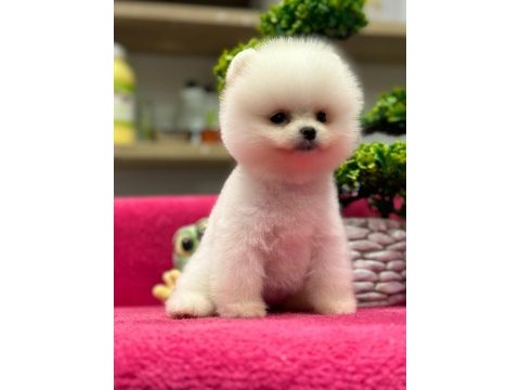 Teddy bear pomeranian