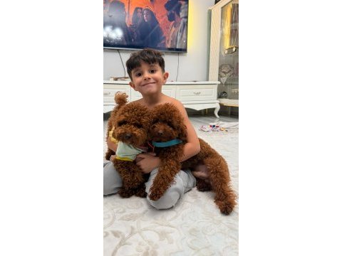 Hayallerinizdeki toypoodle yavrularımız ruhsatlı çiftlik