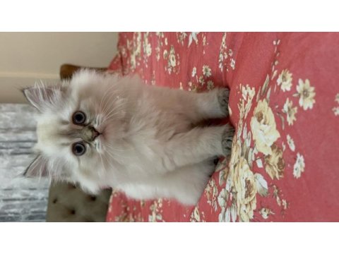 British longhair mavi gözlü dişi yavru