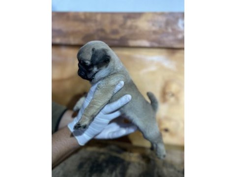 Pug yavrularımız