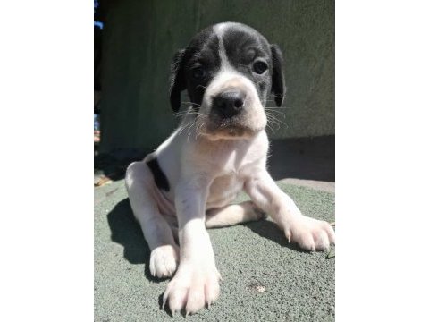Pointer av köpeği avcı köpeğimin yavrusu