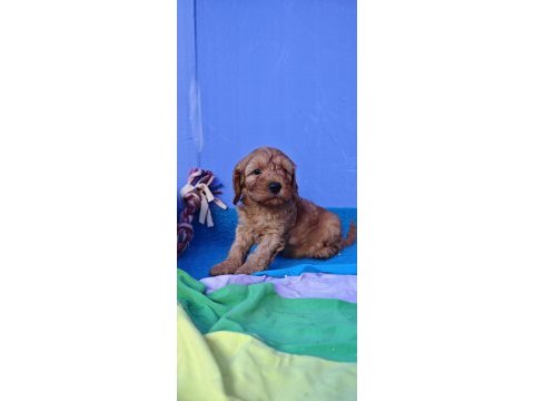 A kalite koyu renk erkek cockapoo yavrular