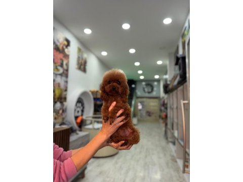 Kore yetişkin dişi erkek poodle