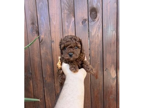 Dark brown kore teacup yavrular