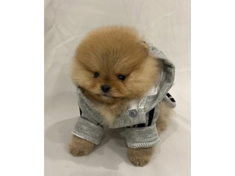 Mükemmel ayı surat pomeranian boo