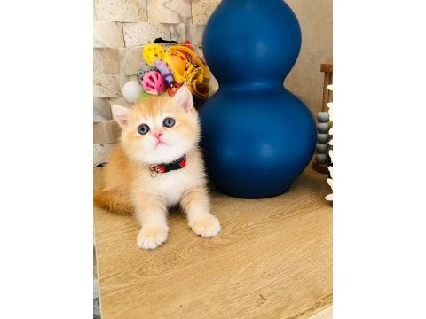 A kalite british shorthair gold yavrular