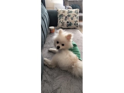 10 aylık erkek 2 buçuk kg pomeranian