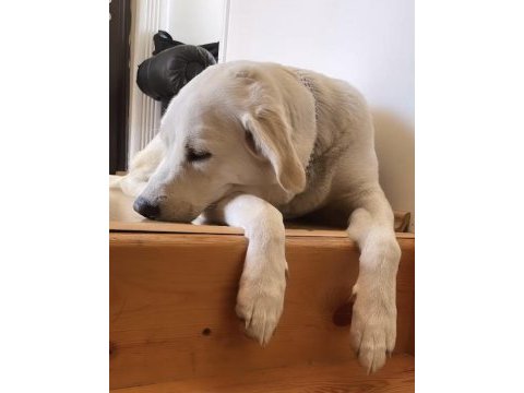 2 buçuk yaşında dişi labrador