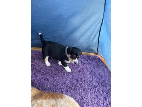 2 aylık yavru dişi köpeğimize acil yuva