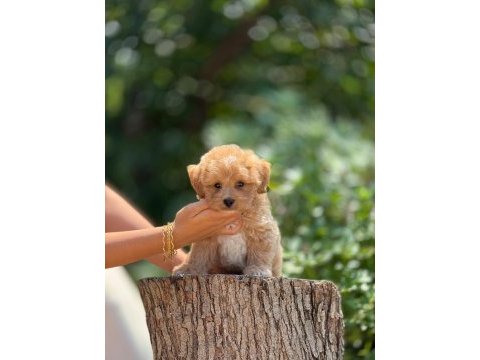 Aşılı ve çiş eğitimli maltipoo bebekler 