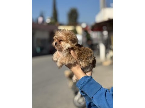 A kalite teacup erkek morkie yavrumuz