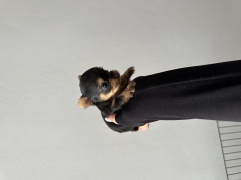 Mikro teacup yorkie