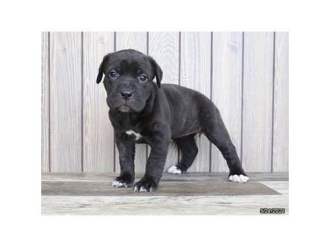 A scrli anne babadan cane corso yavrular kapıda ödeme