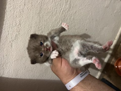 Çikolata & çikolata bicolor british shorthair