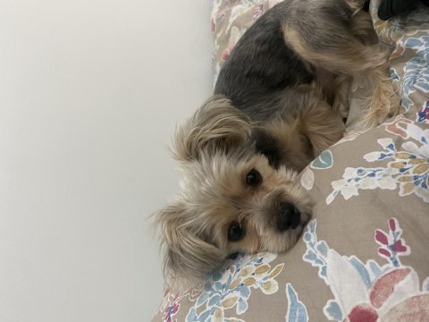 Ücretsiz sahiplendiriyorum yorkshire köpeğimi