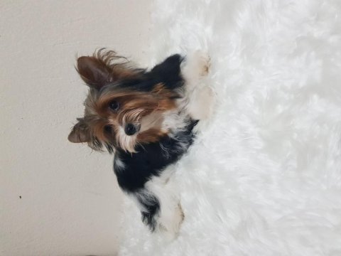 Disi biewee yorkshire terrier