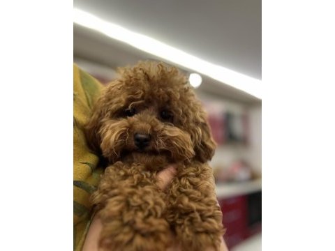 Sevgi ile bakılan toy ve teacup (bardak) boy poodle yavru