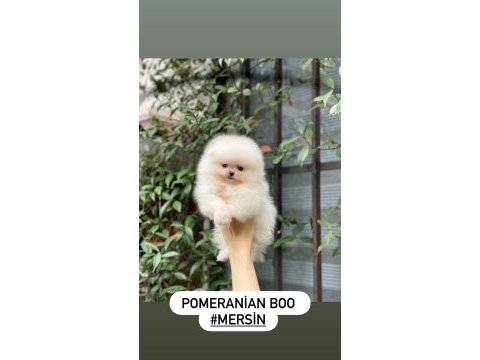 Pomeranian boo yavrumuz