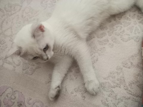 3,5 aylık dişi british shorthair