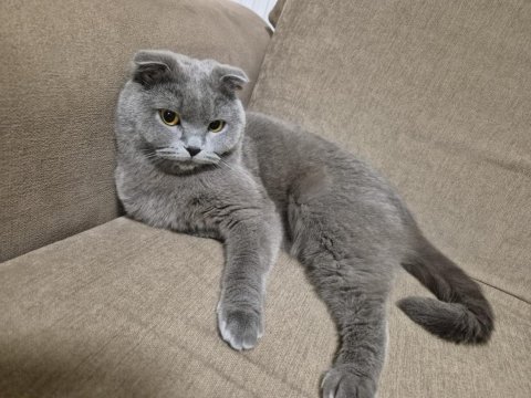 Scottish fold 2 yaşında ücretsiz sahiplendirilecektir