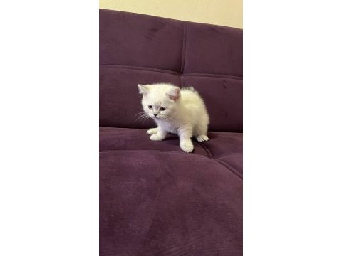 Akıllı uysal tatlı beyaz kedimiz