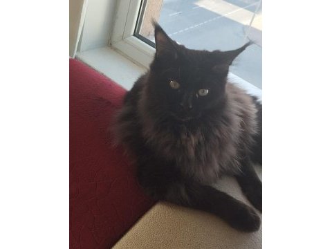 Wcf kayıtlı yetişkin erkek ve dişi maine coon