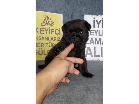 Show kalite siyah inci pug yavrumuz