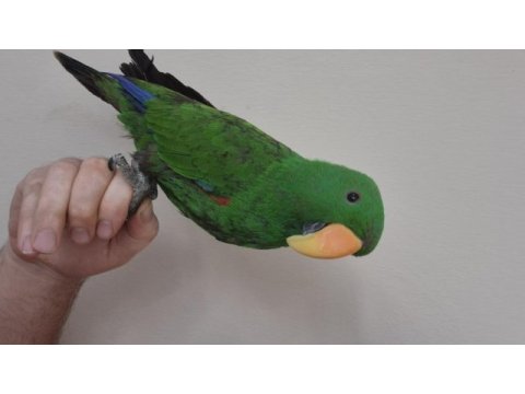 Evcilikte sınır yok eclectus papağanımız