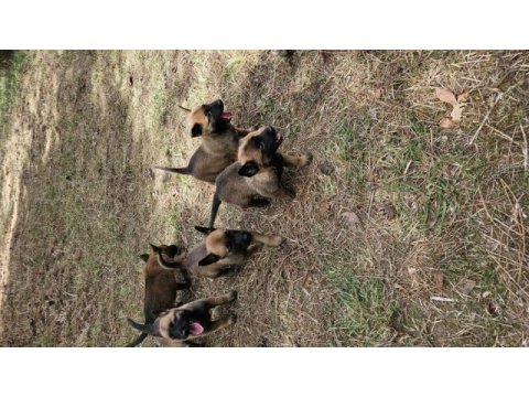 Malinois yavruları belçika kurdu