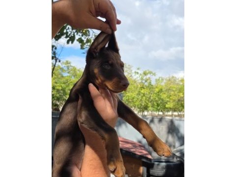 Türkiyenin güvenilir çiftliği kapıda ödemeli doberman