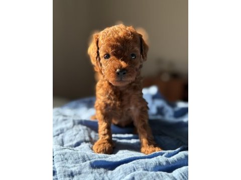 Erkek teacup poodle
