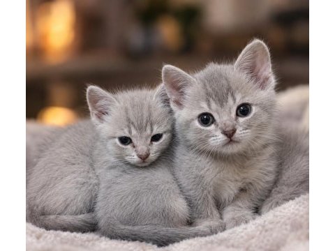 British shorthair 50 günlük yavrular