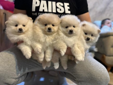 Kar beyazı pomeranian yavrularımız