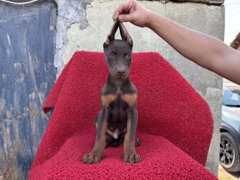 Doberman kızıl erkek
